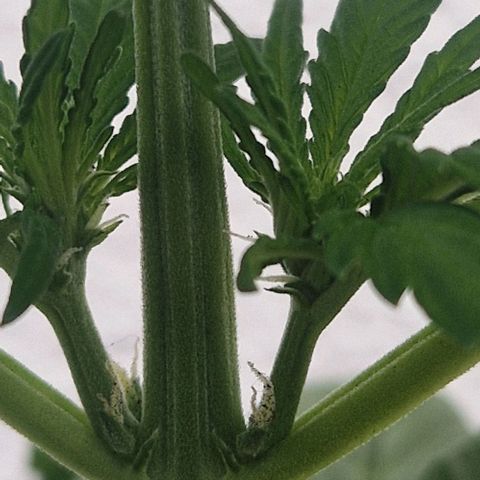 White Widow Automatic growlog timeline photo