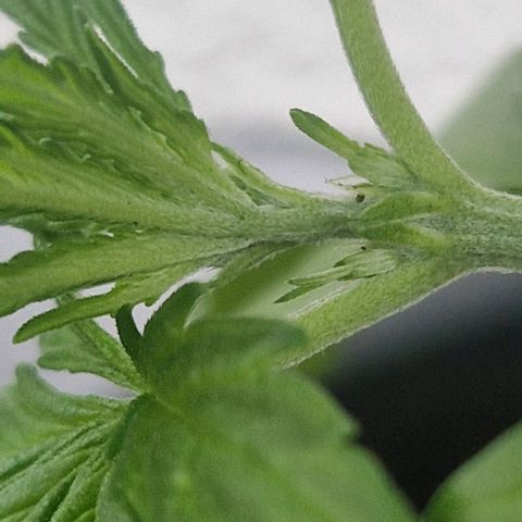 Cream Caramel Auto growlog timeline photo