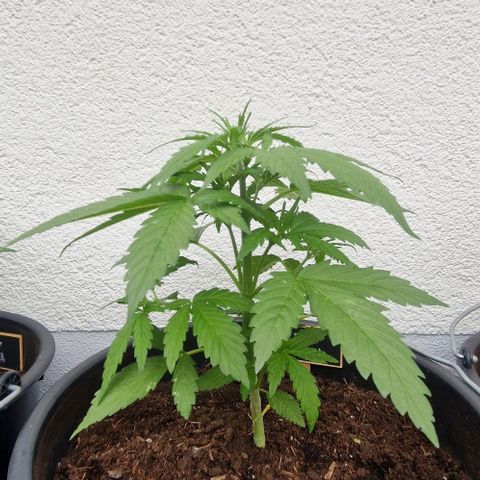 Cream Caramel Auto growlog timeline photo
