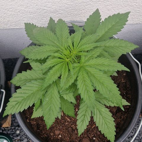 Cream Caramel Auto growlog timeline photo