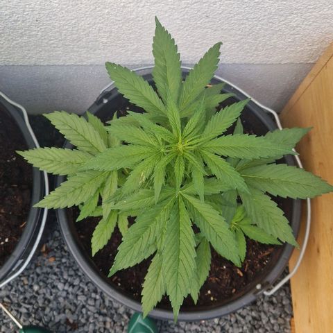 White Widow Automatic growlog timeline photo