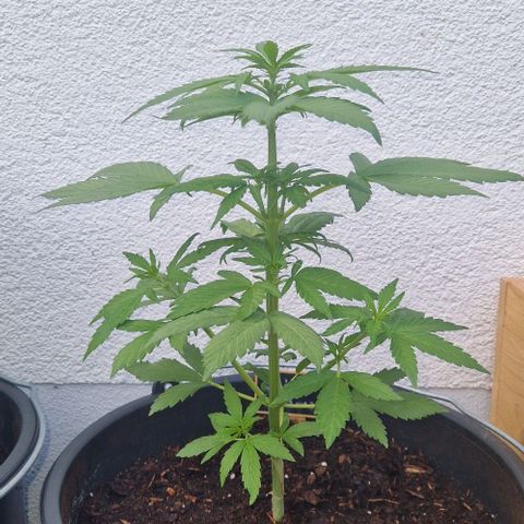 White Widow Automatic growlog timeline photo