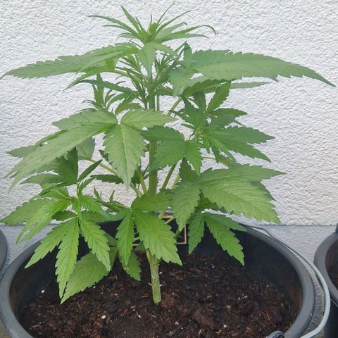 Cream Caramel Auto growlog timeline photo