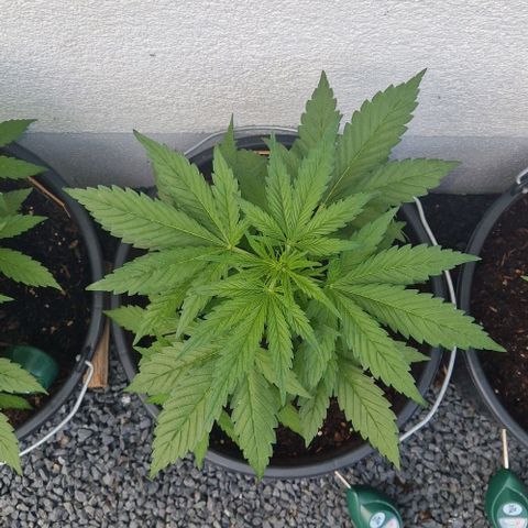 Cream Caramel Auto growlog timeline photo