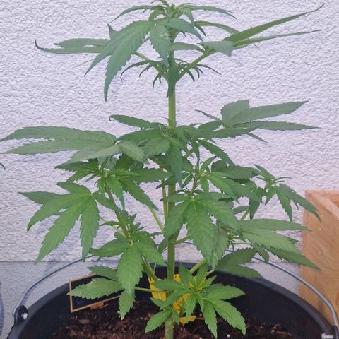 White Widow Automatic growlog timeline photo