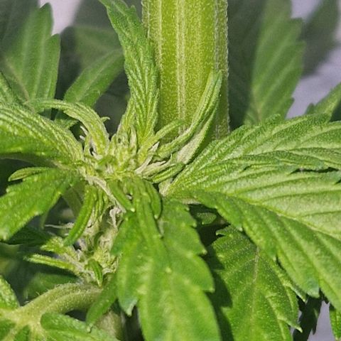 White Widow Automatic growlog timeline photo