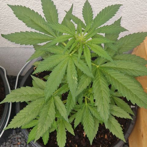 White Widow Automatic growlog timeline photo