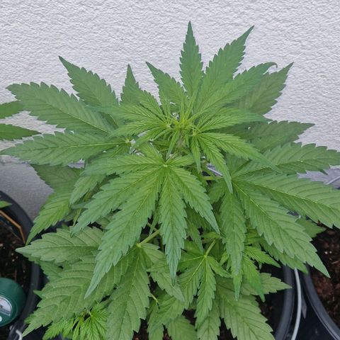 Cream Caramel Auto growlog timeline photo