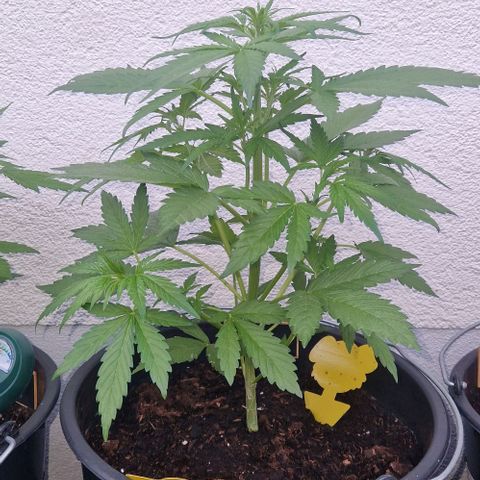 Cream Caramel Auto growlog timeline photo