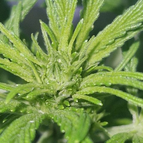 Cream Caramel Auto growlog timeline photo