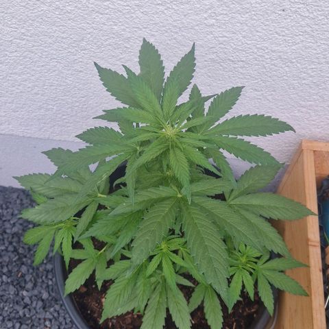 White Widow Automatic growlog timeline photo