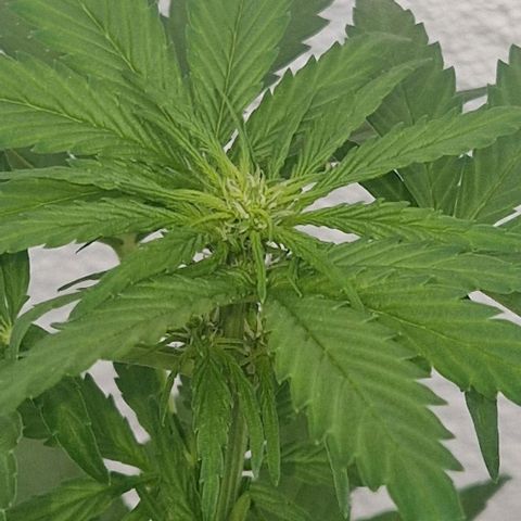 White Widow Automatic growlog timeline photo