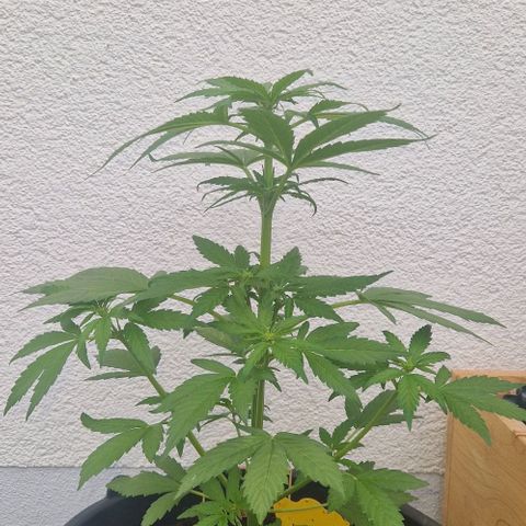 White Widow Automatic growlog timeline photo