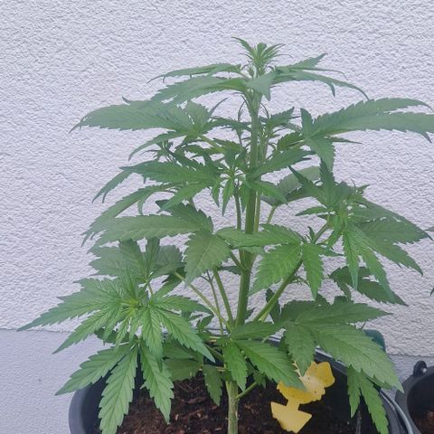 Cream Caramel Auto growlog timeline photo