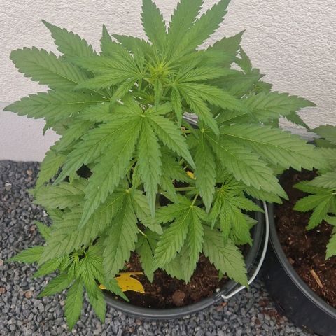 Cream Caramel Auto growlog timeline photo