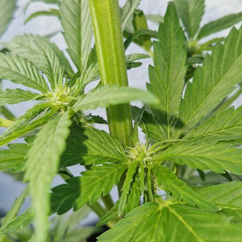 White Widow Automatic growlog timeline photo