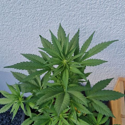 White Widow Automatic growlog timeline photo