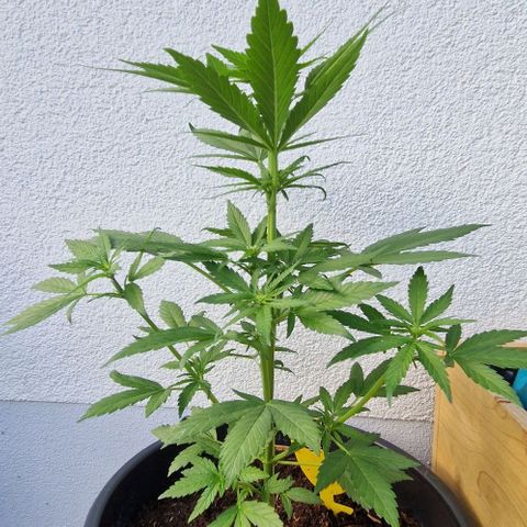 White Widow Automatic growlog timeline photo