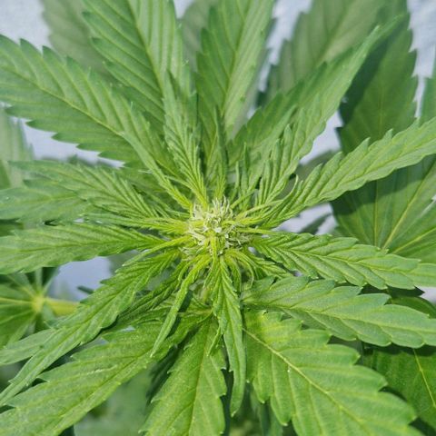 White Widow Automatic growlog timeline photo