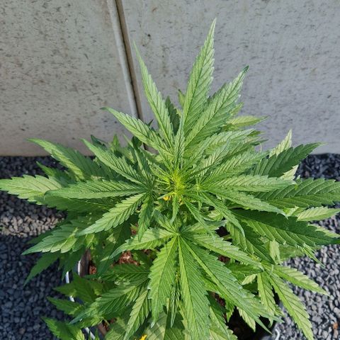 Cream Caramel Auto growlog timeline photo