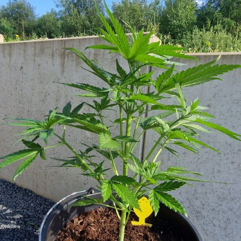 Cream Caramel Auto growlog timeline photo