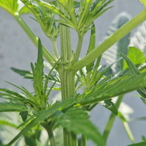 Cream Caramel Auto growlog timeline photo