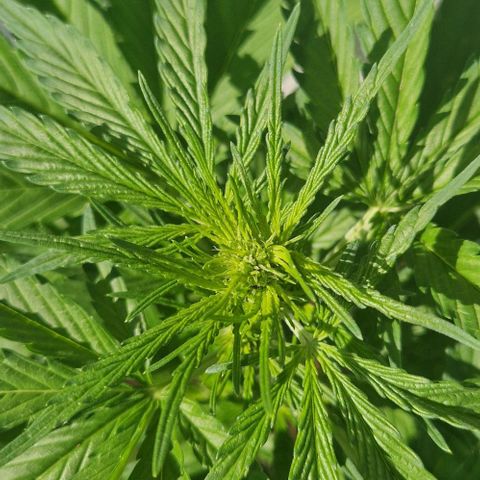 Cream Caramel Auto growlog timeline photo