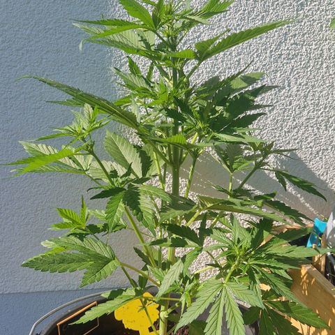 Cream Caramel Auto growlog timeline photo