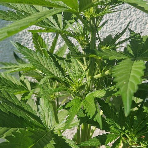 Cream Caramel Auto growlog timeline photo