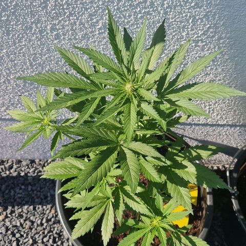 White Widow Automatic growlog timeline photo