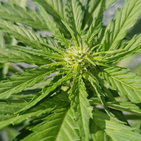 White Widow Automatic growlog timeline photo
