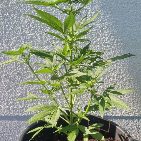White Widow Automatic growlog timeline photo