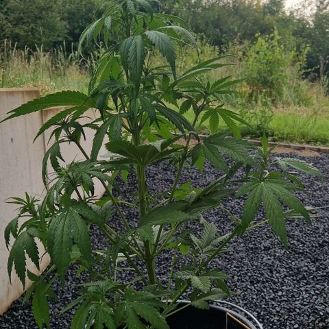 Cream Caramel Auto growlog timeline photo