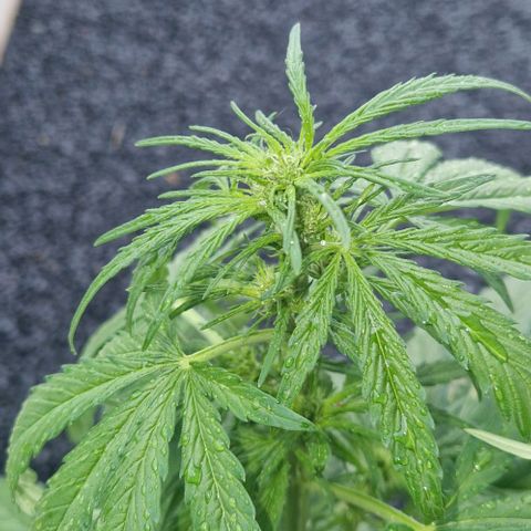 Cream Caramel Auto growlog timeline photo