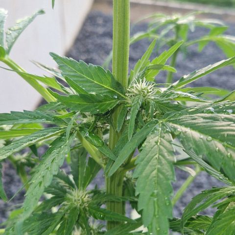 White Widow Automatic growlog timeline photo
