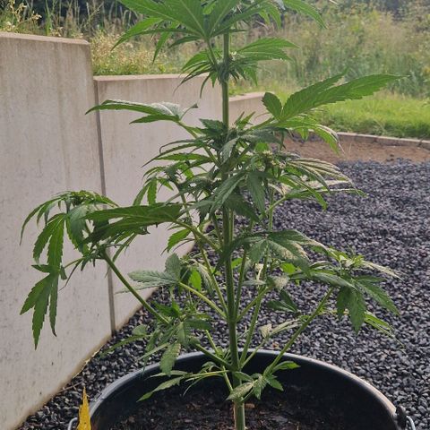 White Widow Automatic growlog timeline photo