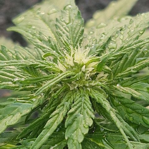 White Widow Automatic growlog timeline photo