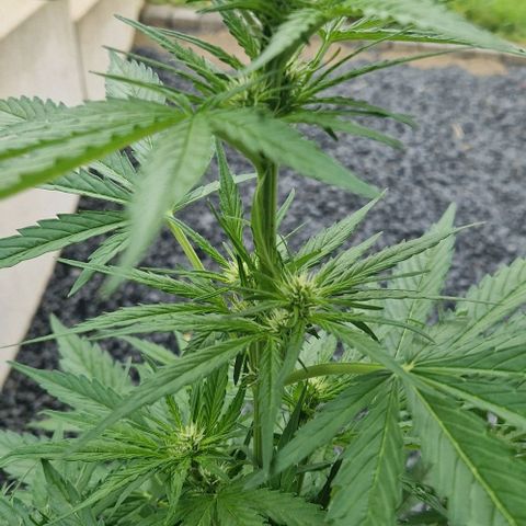 Cream Caramel Auto growlog timeline photo