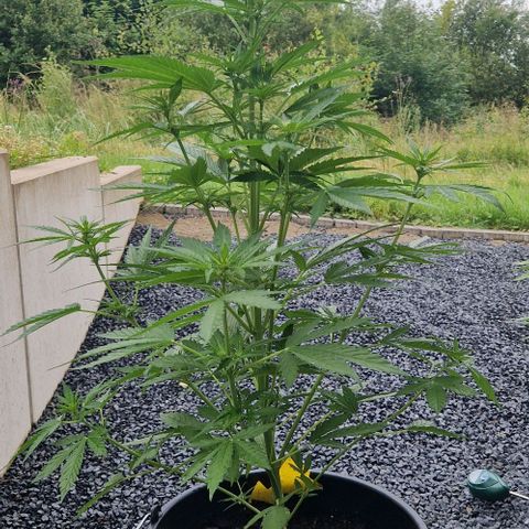 Cream Caramel Auto growlog timeline photo