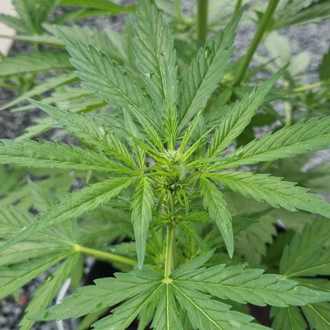 Cream Caramel Auto growlog timeline photo