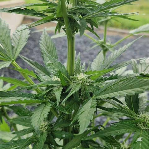 White Widow Automatic growlog timeline photo