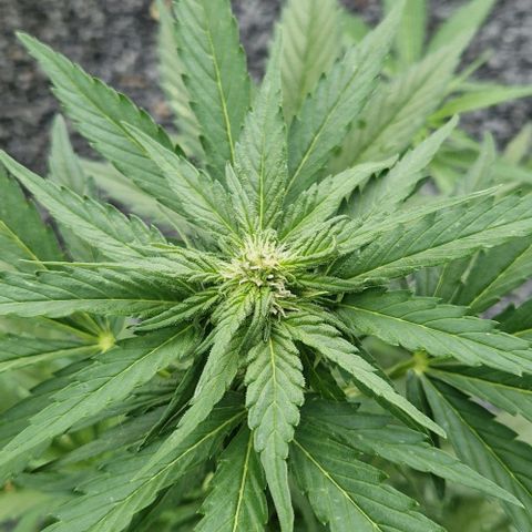 White Widow Automatic growlog timeline photo