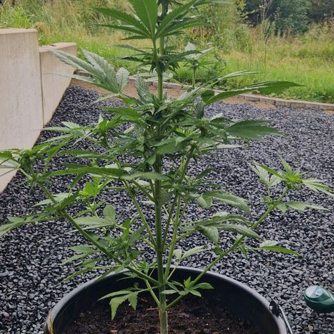 White Widow Automatic growlog timeline photo