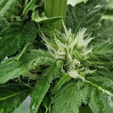 White Widow Automatic growlog timeline photo