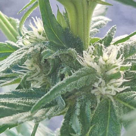 White Widow Automatic growlog timeline photo