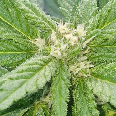 White Widow Automatic growlog timeline photo