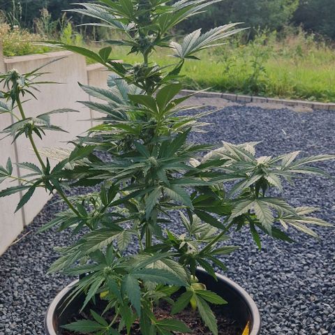 White Widow Automatic growlog timeline photo