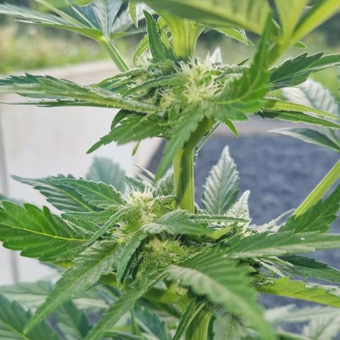 White Widow Automatic growlog timeline photo