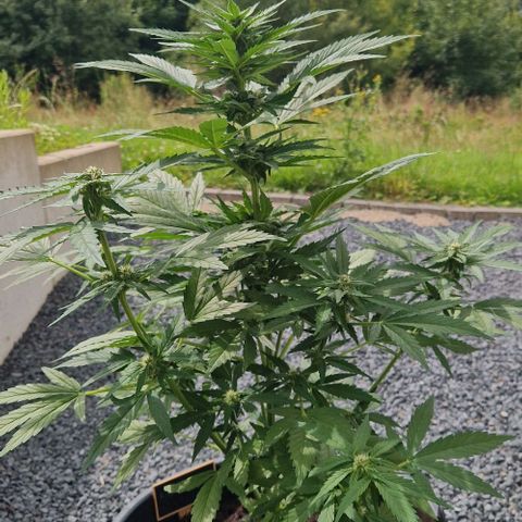 White Widow Automatic growlog timeline photo