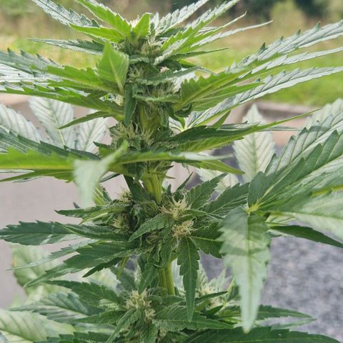 White Widow Automatic growlog timeline photo
